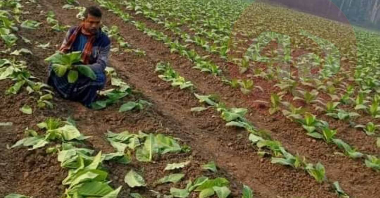 চাষিরা লাভবান হওয়ায় প্রতি মৌসুমে বাড়ছে আবাদি জমির পরিমাণ
