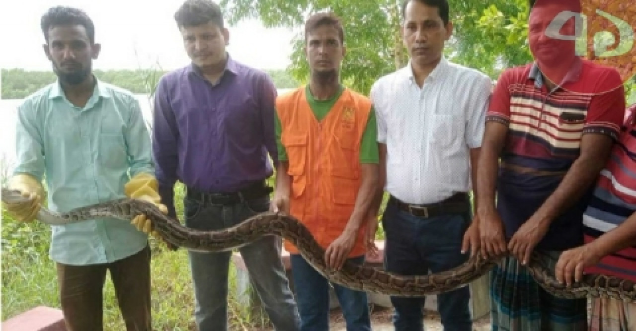 মুরগীর ঘরে ১৬ ফুট লম্বা অজগর