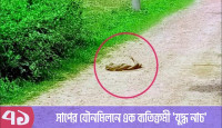 সাপের যৌন'মি'লনে এক ব্যতিক্রমী ‘যুদ্ধ নাচ’